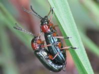 Getreidehähnchen, Oulema melanopus/duftschmidi