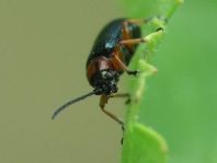 Getreidehähnchen, Oulema melanopus/duftschmidi