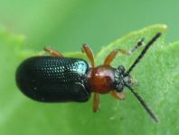 Getreidehähnchen, Oulema melanopus/duftschmidi