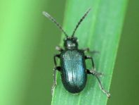 Oulema gallaeciana