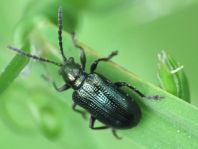Oulema gallaeciana