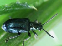 Oulema gallaeciana