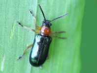 Getreidehähnchen, Oulema melanopus/duftschmidi