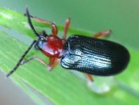 Getreidehähnchen, Oulema melanopus/duftschmidi
