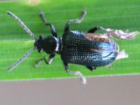 Oulema gallaeciana