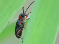 Getreidehähnchen, Oulema melanopus/duftschmidi