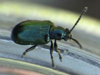 Oulema gallaeciana