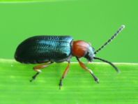 Getreidehähnchen, Oulema melanopus/duftschmidi