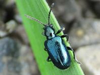 Oulema gallaeciana