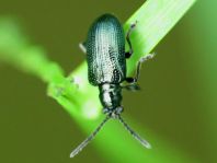 Oulema gallaeciana