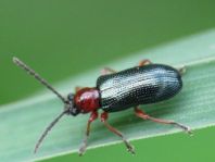 Getreidehähnchen, Oulema melanopus/duftschmidi