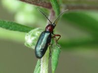 Getreidehähnchen, Oulema melanopus/duftschmidi