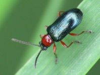 Getreidehähnchen, Oulema melanopus/duftschmidi