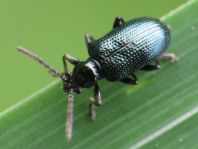 Oulema gallaeciana