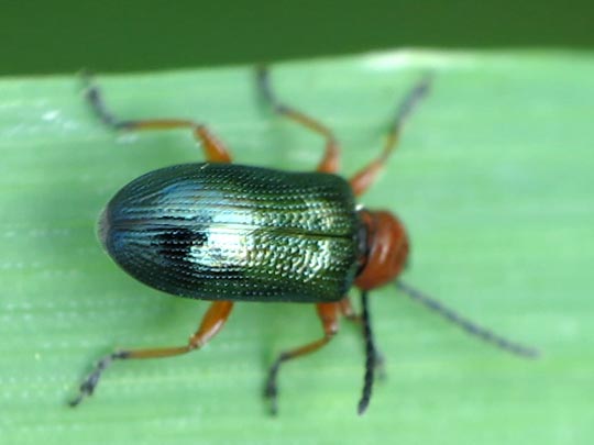 Getreidehähnchen, Oulema melanopus/duftschmidi