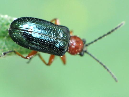 Getreidehähnchen, Oulema melanopus/duftschmidi