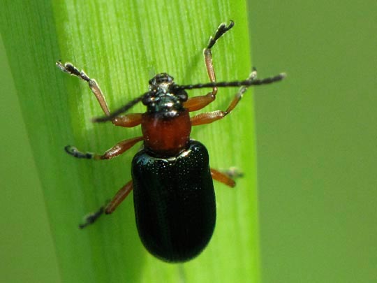 Getreidehähnchen, Oulema melanopus/duftschmidi
