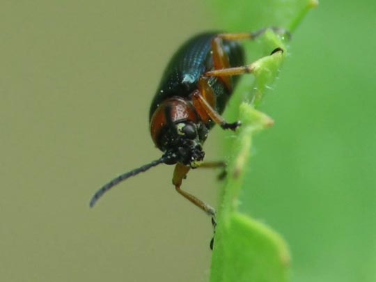 Getreidehähnchen, Oulema melanopus/duftschmidi