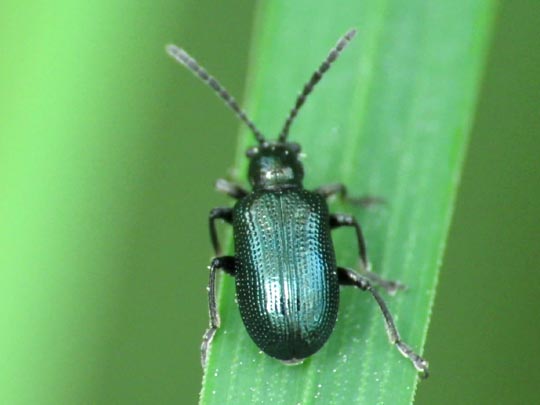 Oulema gallaeciana