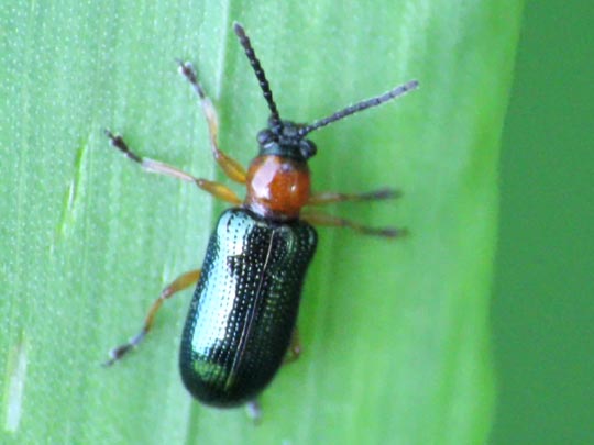 Getreidehähnchen, Oulema melanopus/duftschmidi