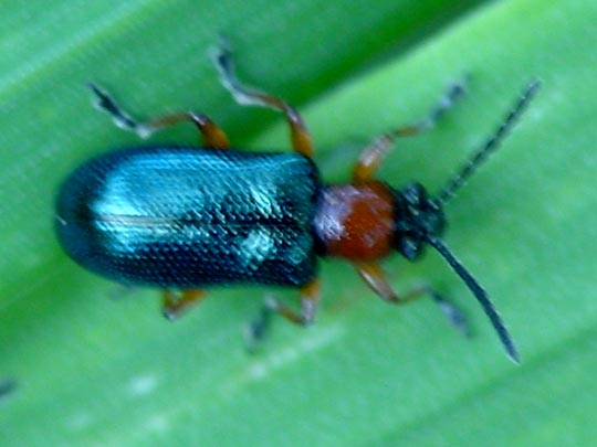 Getreidehähnchen, Oulema melanopus/duftschmidi