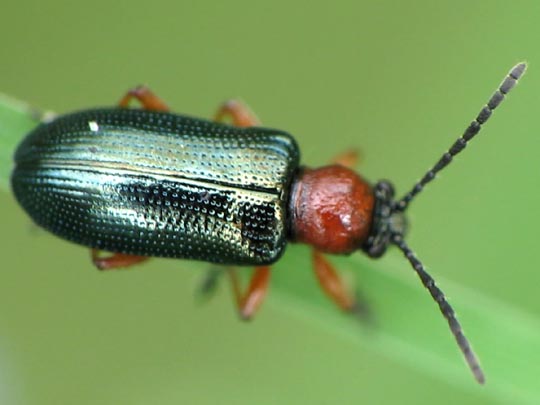 Getreidehähnchen, Oulema melanopus/duftschmidi