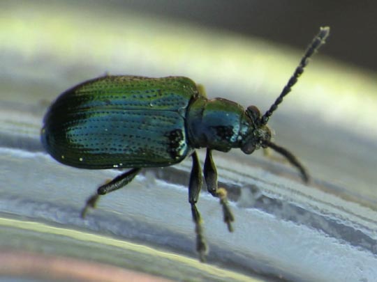 Oulema gallaeciana