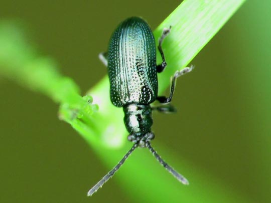 Oulema gallaeciana