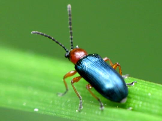 Getreidehähnchen, Oulema melanopus/duftschmidi