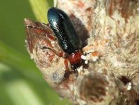 Getreidehähnchen, Oulema melanopus/duftschmidi