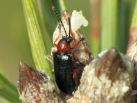 Getreidehähnchen, Oulema melanopus/duftschmidi
