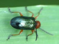 Getreidehähnchen, Oulema melanopus/duftschmidi