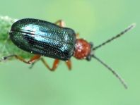 Getreidehähnchen, Oulema melanopus/duftschmidi