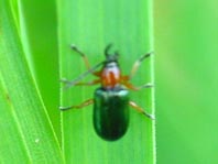 Getreidehähnchen, Oulema melanopus/duftschmidi
