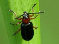 Getreidehähnchen, Oulema melanopus/duftschmidi