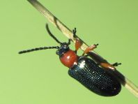 Getreidehähnchen, Oulema melanopus/duftschmidi