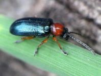 Getreidehähnchen, Oulema melanopus/duftschmidi