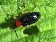 Getreidehähnchen, Oulema melanopus/duftschmidi