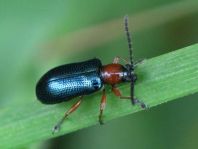 Getreidehähnchen, Oulema melanopus/duftschmidi