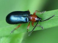 Getreidehähnchen, Oulema melanopus/duftschmidi