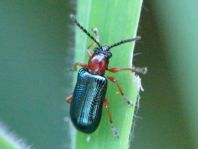 Getreidehähnchen, Oulema melanopus/duftschmidi