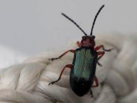 Getreidehähnchen, Oulema melanopus/duftschmidi