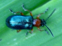 Getreidehähnchen, Oulema melanopus/duftschmidi