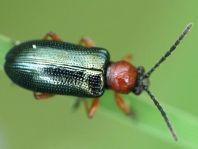 Getreidehähnchen, Oulema melanopus/duftschmidi