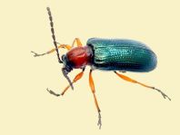 Getreidehähnchen, Oulema melanopus/duftschmidi