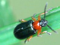 Getreidehähnchen, Oulema melanopus/duftschmidi