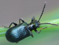 Oulema gallaeciana