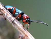 Getreidehähnchen, Oulema melanopus/duftschmidi