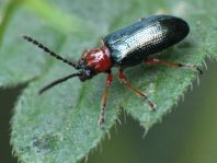 Getreidehähnchen, Oulema melanopus/duftschmidi
