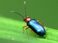Getreidehähnchen, Oulema melanopus/duftschmidi